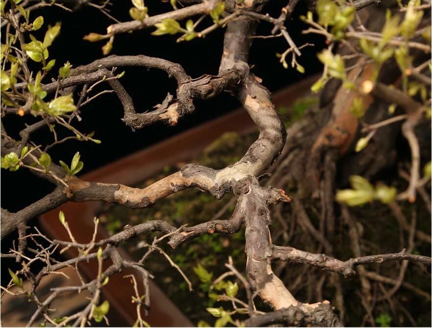 雀梅盆景作品:幽谷云霧