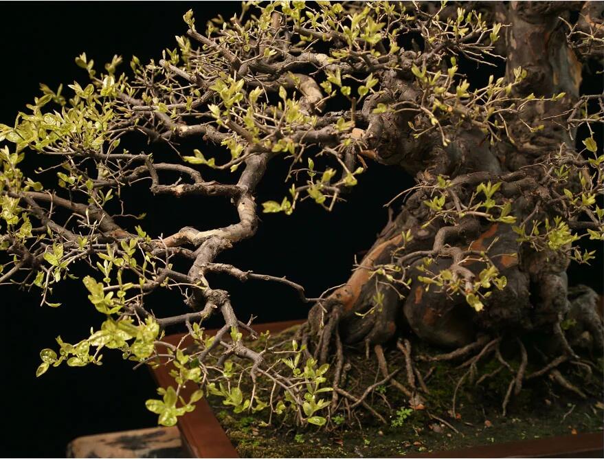 雀梅盆景作品:幽谷云霧