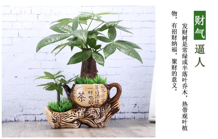 匠心啟航閱讀發(fā)財樹盆景