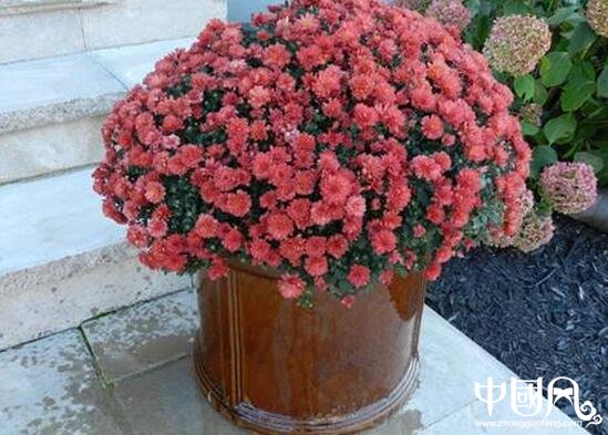 家中養(yǎng)什么花卉風水好