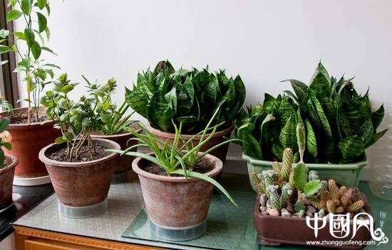 家中養(yǎng)什么花卉風水好