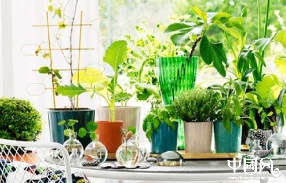 有助于父母健康長壽的風水