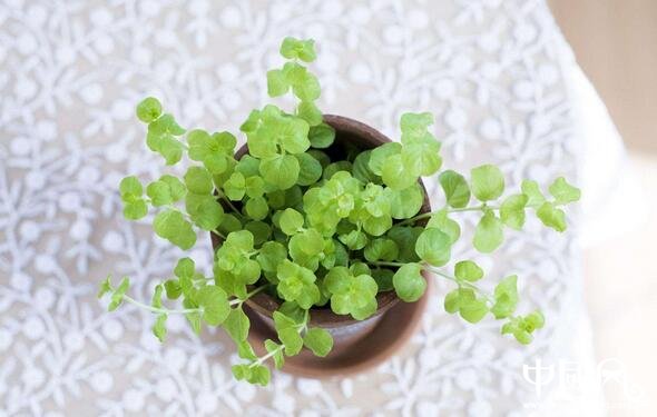 身體健康的家居風水